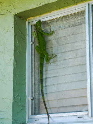 Iguana on a window