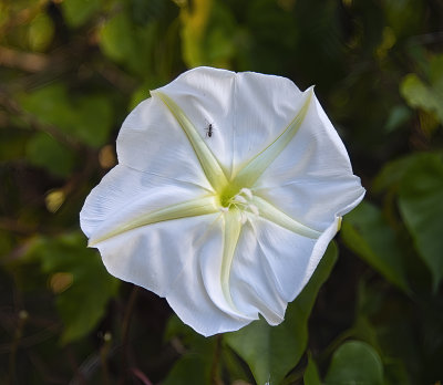 White Lilly with an Ant