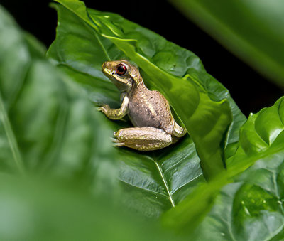Small tan tree frog