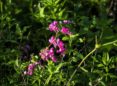 Wild pink flowers