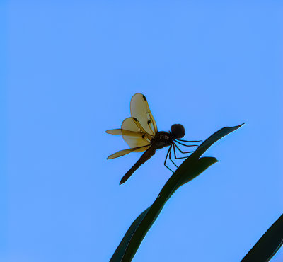 Dragon Fly