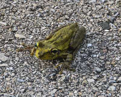 Barking Tree frog