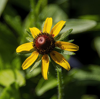 Black Eyed Susan