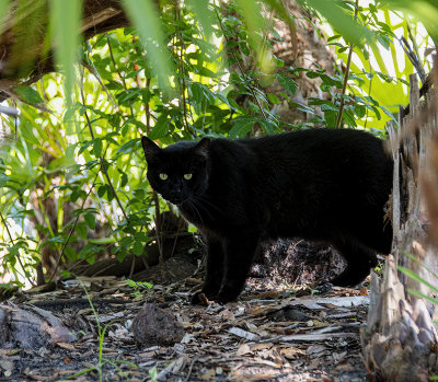 feral black Cat