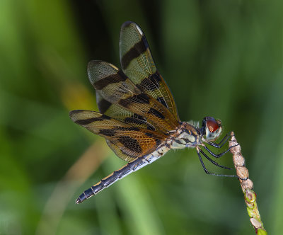 Twelve Spotted Darter