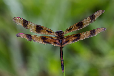 Twelve Spotted Darter dragonfly