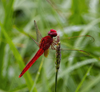 Red scarlet Darter dragonfly