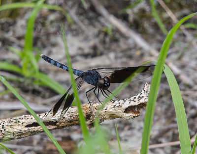 Blue Dragonfly
