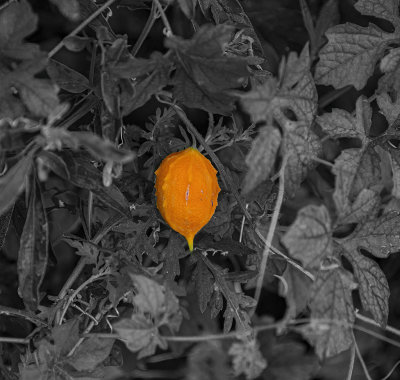 Balsam Pear ....invasive vine...