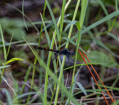 Dragon fly