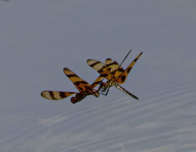12 spotted dragonfly's mating over water