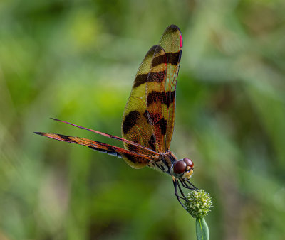 12 spotted Darter