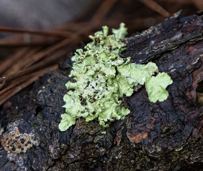 Green Leafy Lichen (green from thier Algae partner)