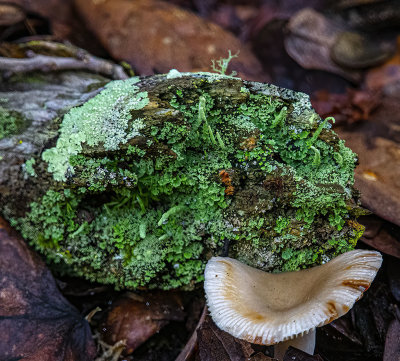 Lichen and mushroom