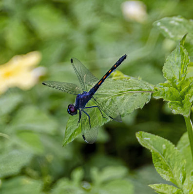 Blue Darter
