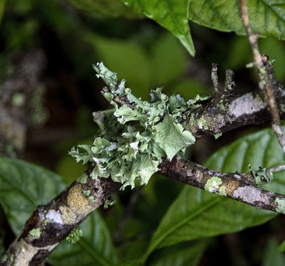 very leafy Lichen -Foliose-