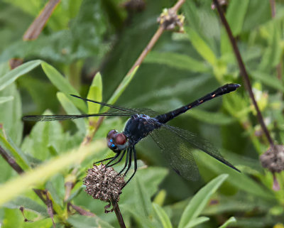 Blue Dasher dragonfly