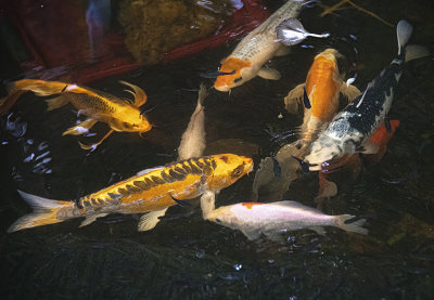 Koi Pond
