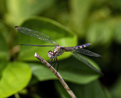 Dragonfly light