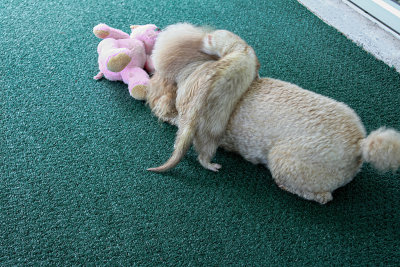 Ferret and Poodle playing