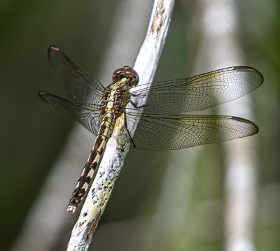 Band-Wing Dragonlet -Female-.