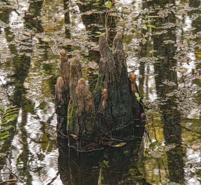 Cypress Knee's