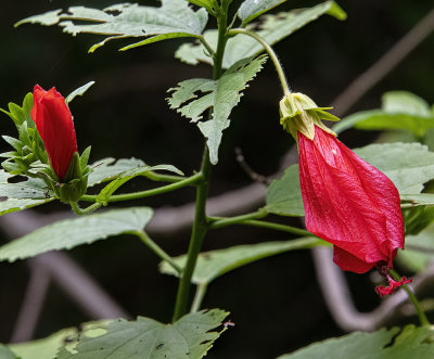 Turk's Cap