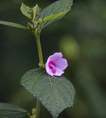 Urena Lobata