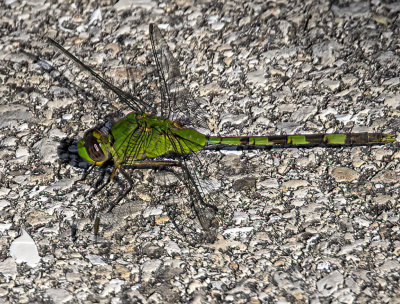 Eastern Pondhawk -Female-