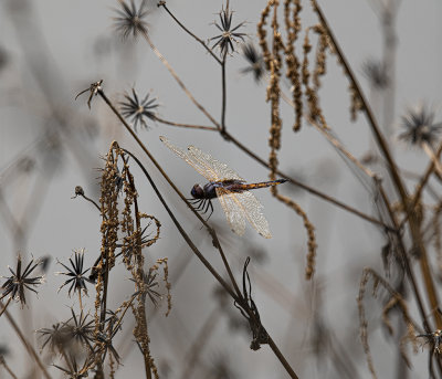 Dragonfly