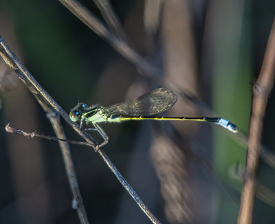 Blue-Green Damselfly