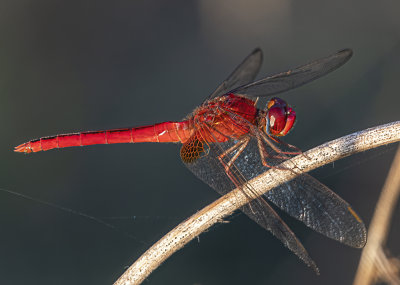 Forked Tail Red Dragonfly