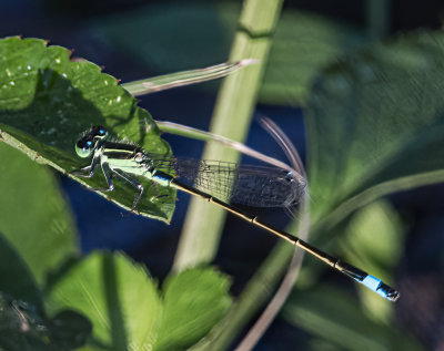 Damselfly blue