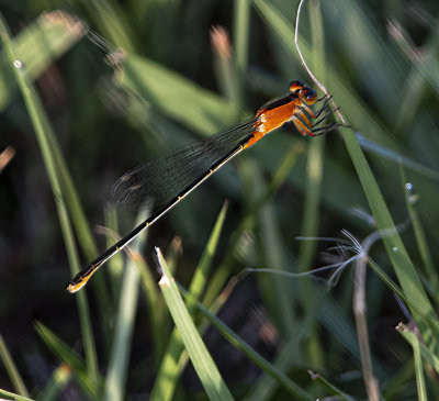 Orange Bluet damselfly