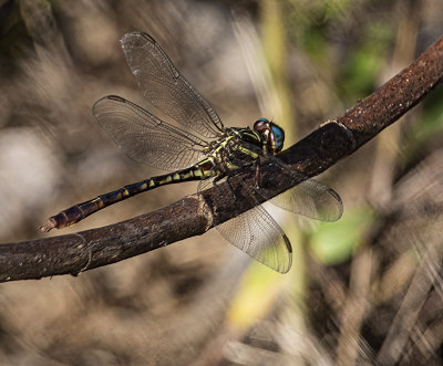 Blue Dasher (Skimmer) male