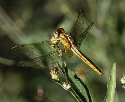 Yellow Needham Skimmer dragonfly