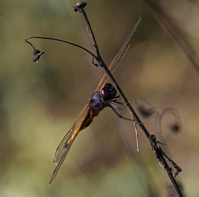Dragonfly