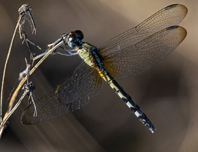 Blue Dasher Skimmer