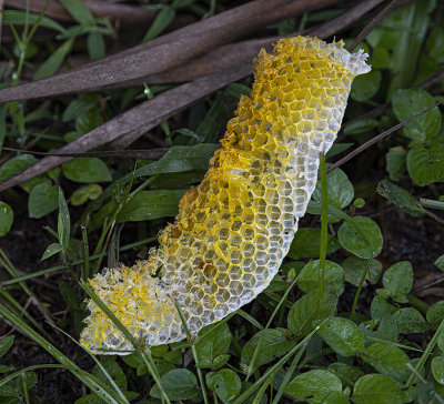 Wild Honey Comb