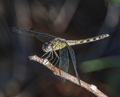 Band-wing Dragonlet -Female-