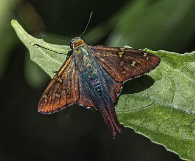g12/38/1237738/3/172009027.LNusuiyU.jpg
