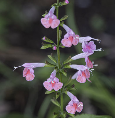 Salvia, Hummingbird Sage