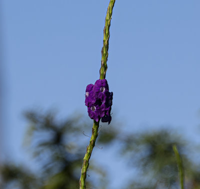Purple Porterweed