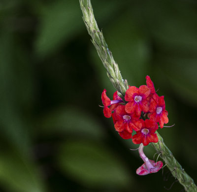 Red Porterweed