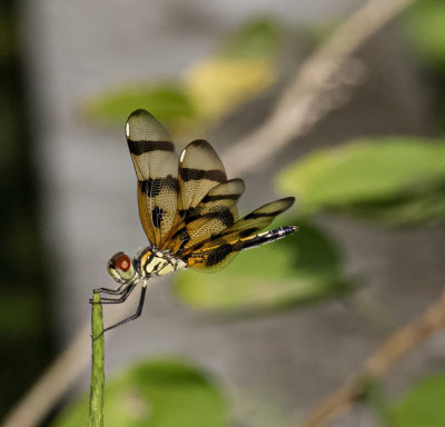 Twelve-spotted Skimmer