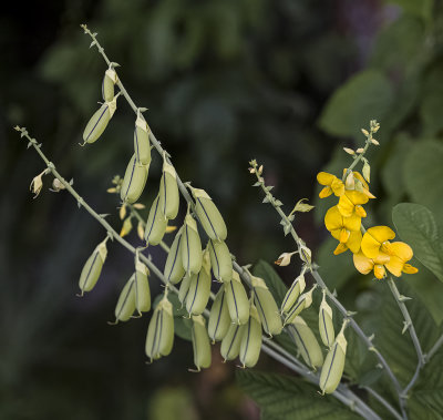 Rattlebox and Seeds