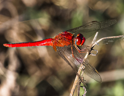 Needham's Skimmer