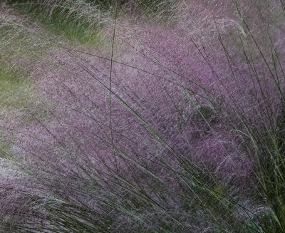 Light Purple Muhly Grass