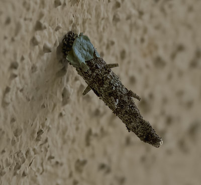 Bagworm Moth case -Psychidae-  with some Lichen