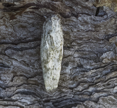 Bagworm Moth case  -made from pine debris-
